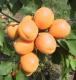 Click for 1 image(s) for this accession. Fruit